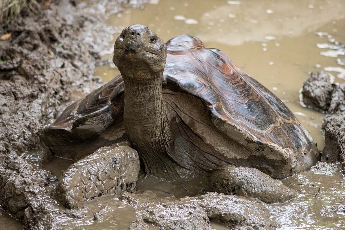 reptile brown turtle on mud sea life