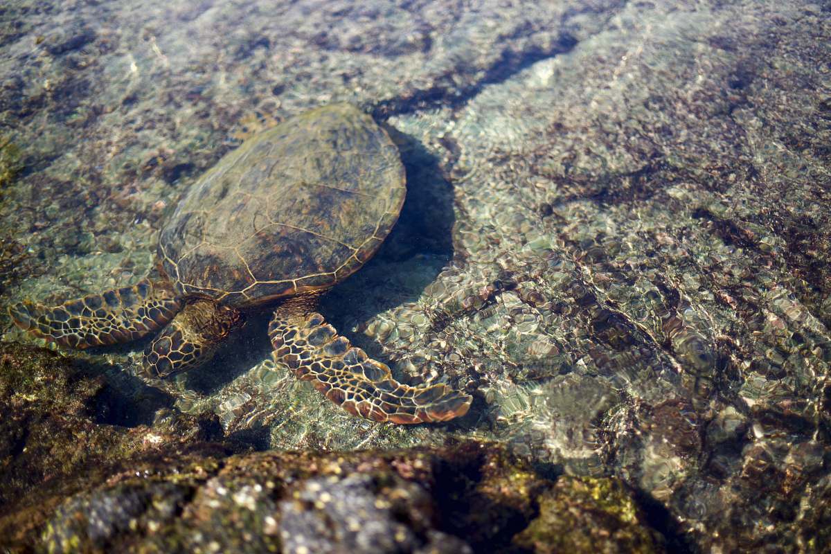 reptile brown turtle on rock turtle