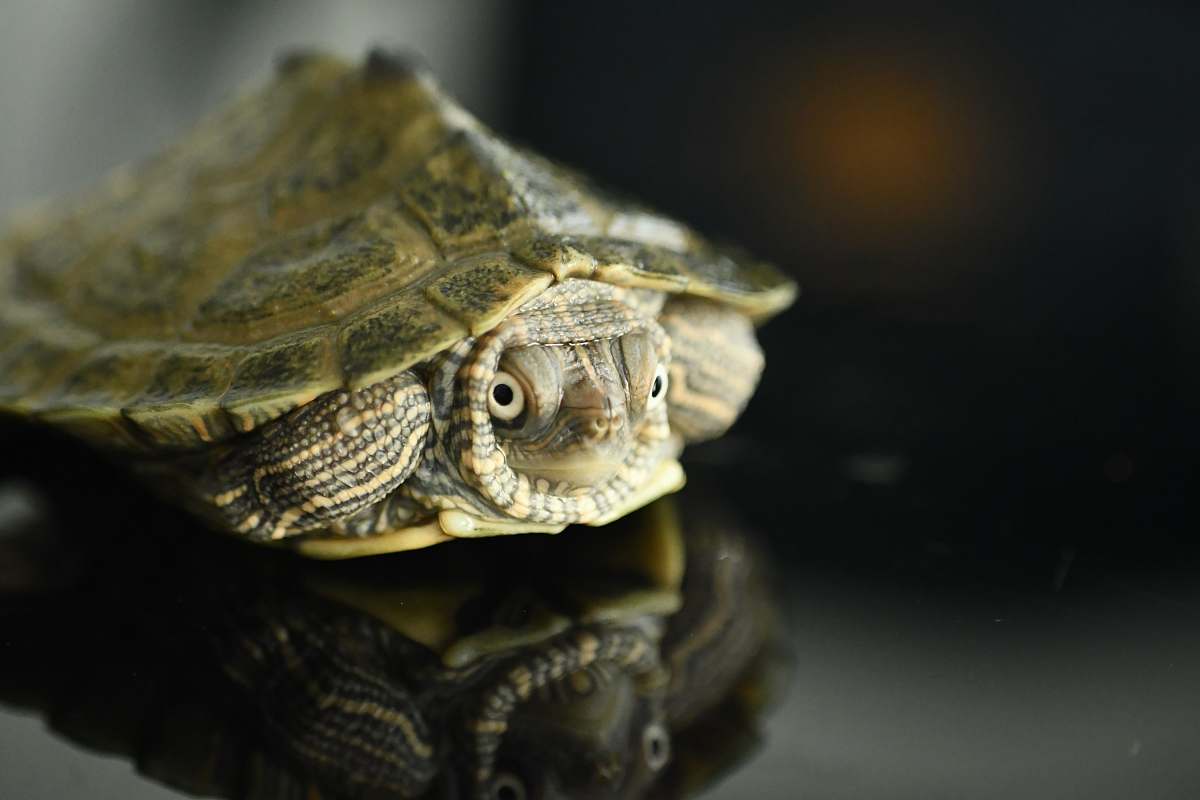 reptile brown turtle sea life