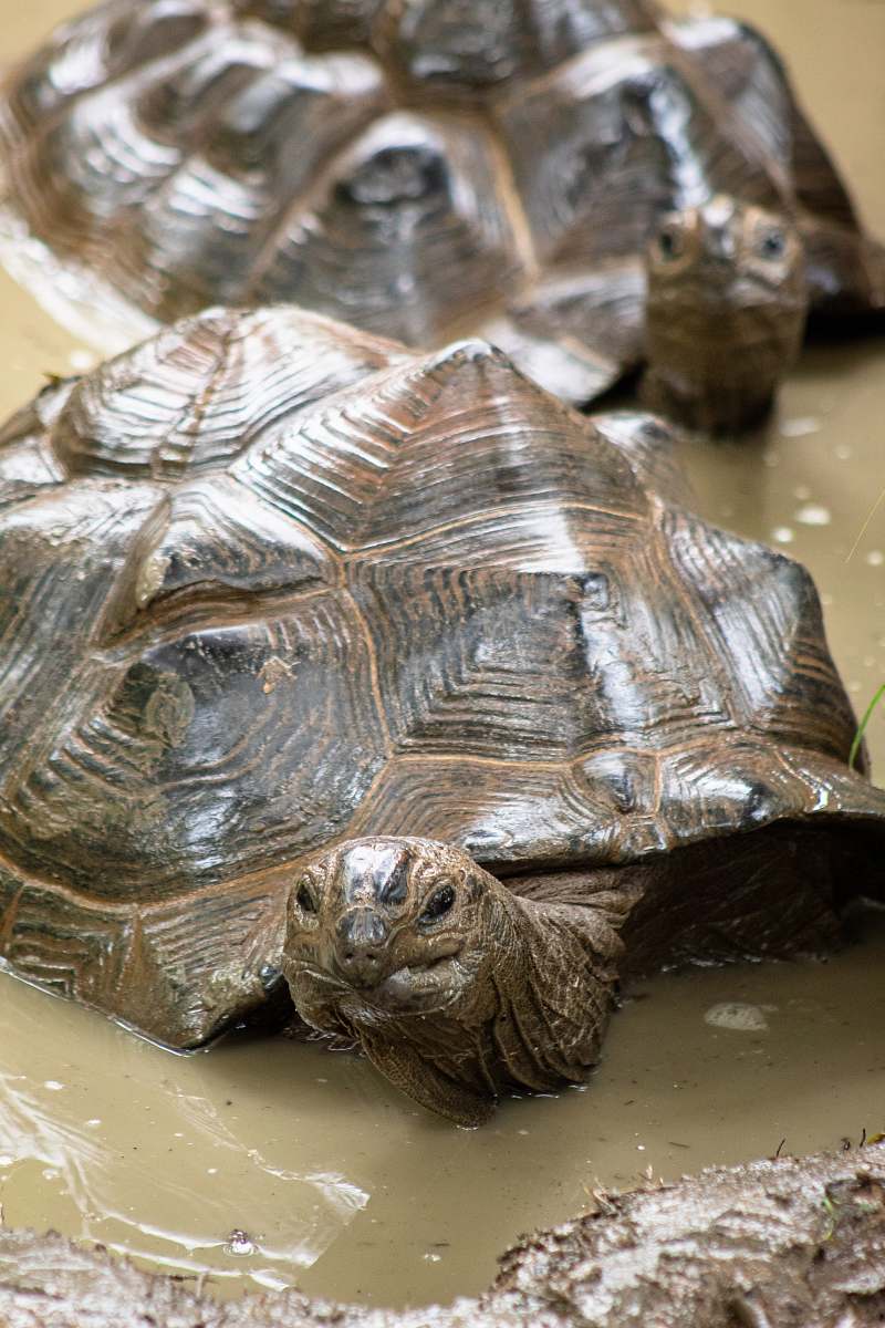 reptile brown turtles on puddle sea life