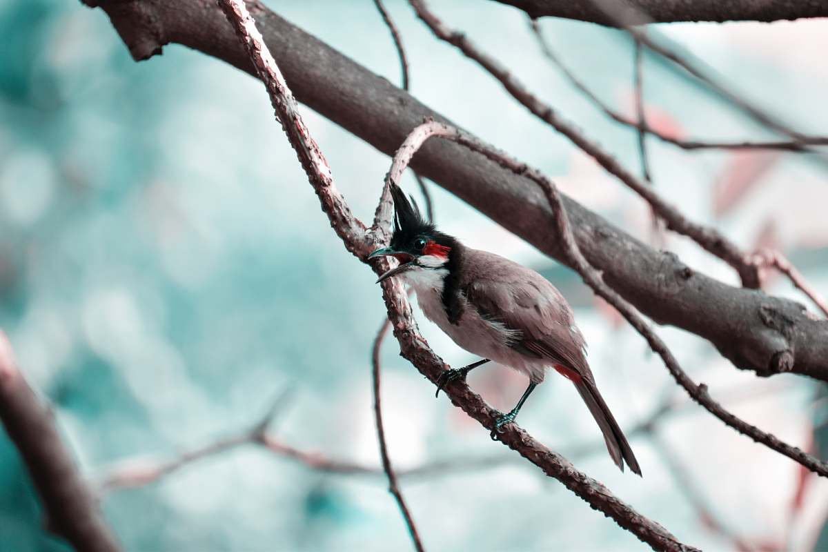 bird brown, white and black bird perched on leafless tree branch finch