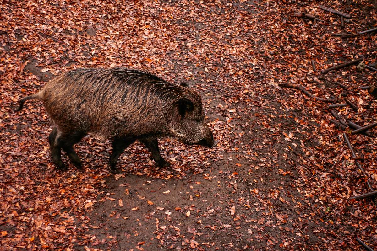 mammal brown wild boar pig