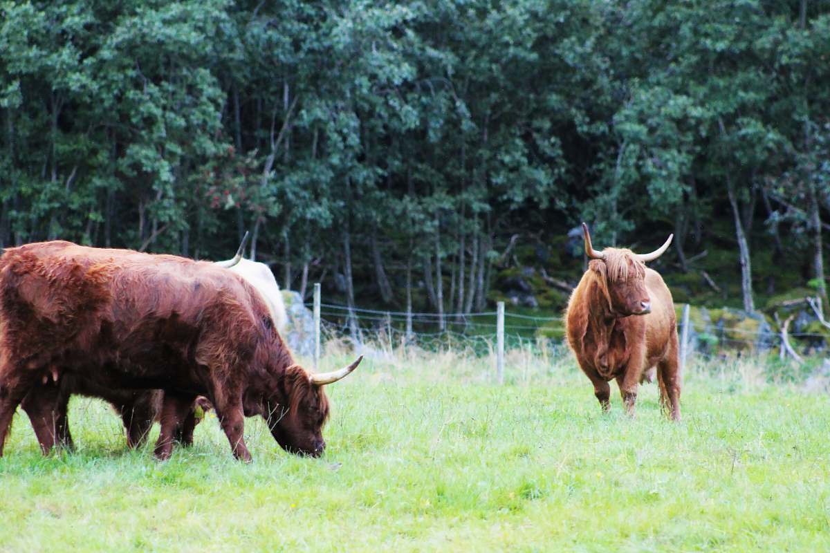 cattle brown yak eating grass on the field cow