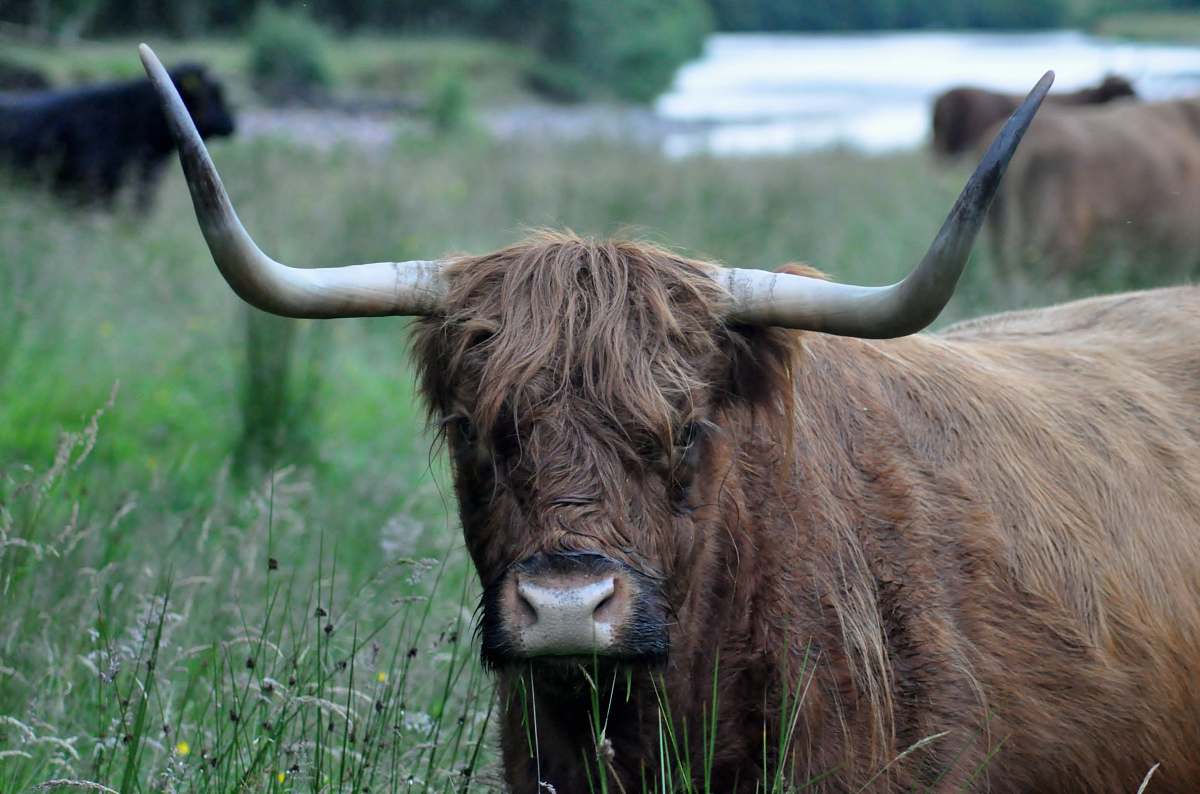 bull brown yak on grass mammal