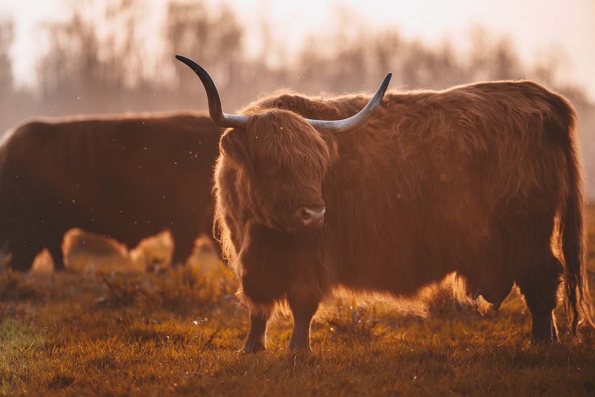 cattle brown yak on grass field cow