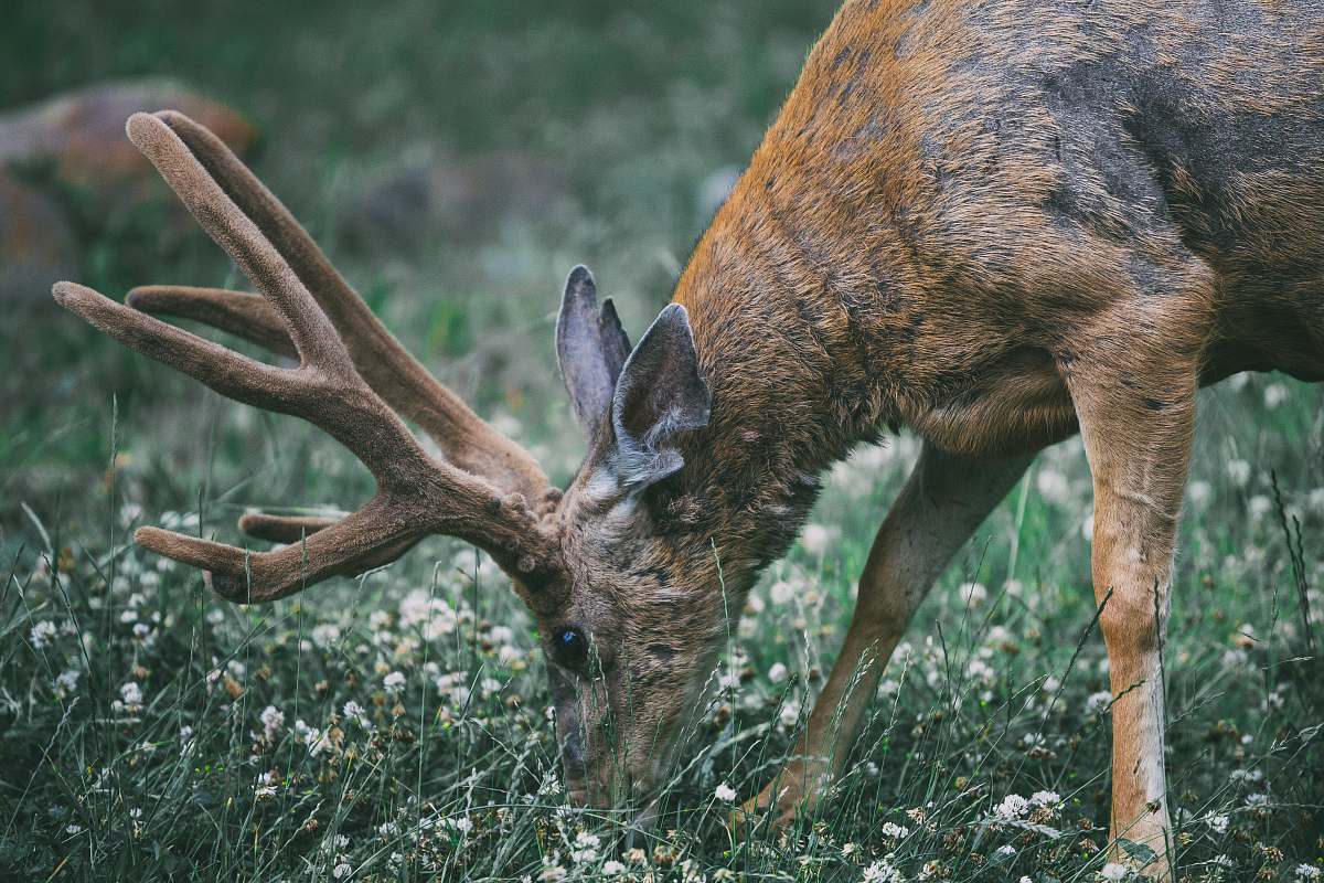 wildlife buck eating grass deer