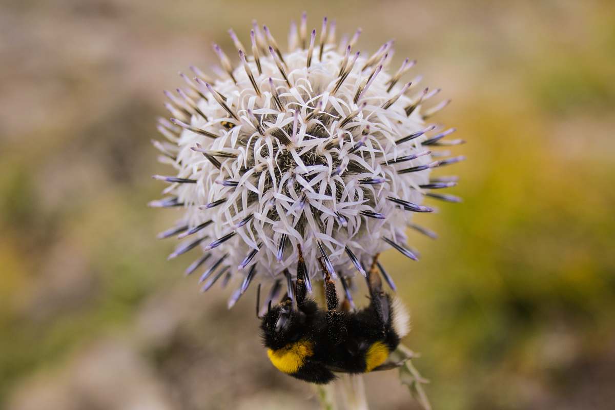 apidae bumble bee perched on dandelion flower bee