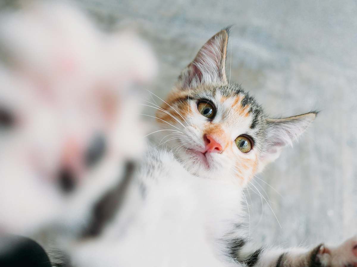 pet calico cat cat