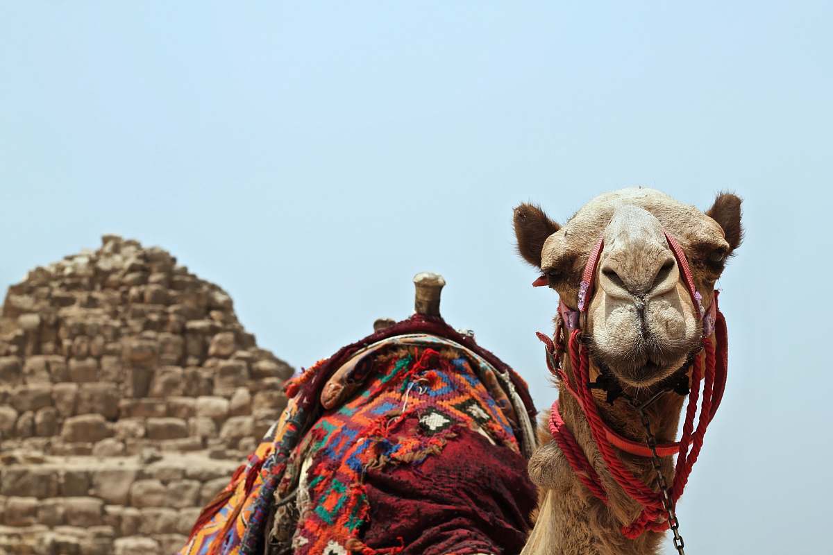 mammal camel along large brown rock camel