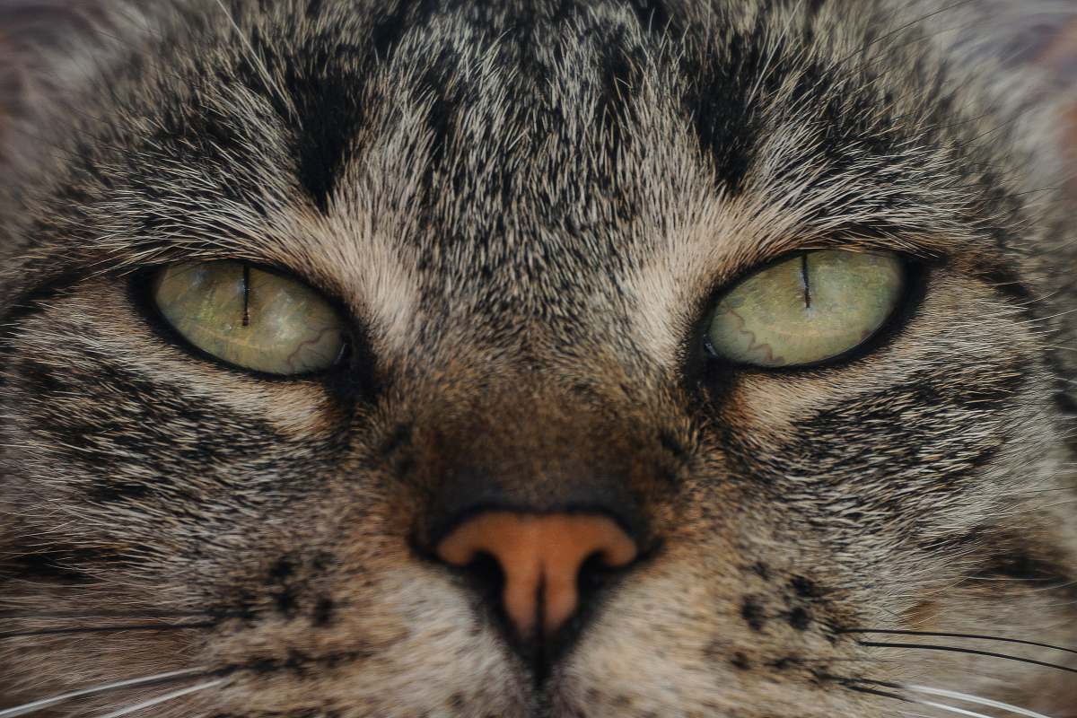 cat cat's face pet