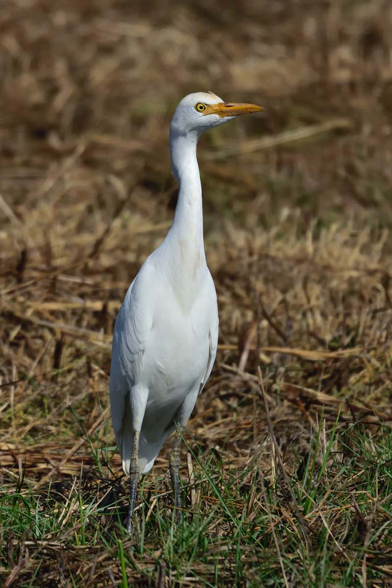 bird cattle egret bird waterfowl
