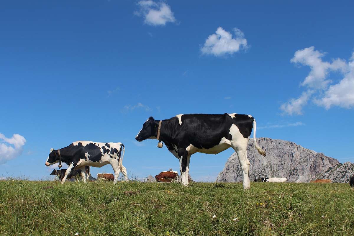 cow cattle in green field under blue and white skies during daytime cattle