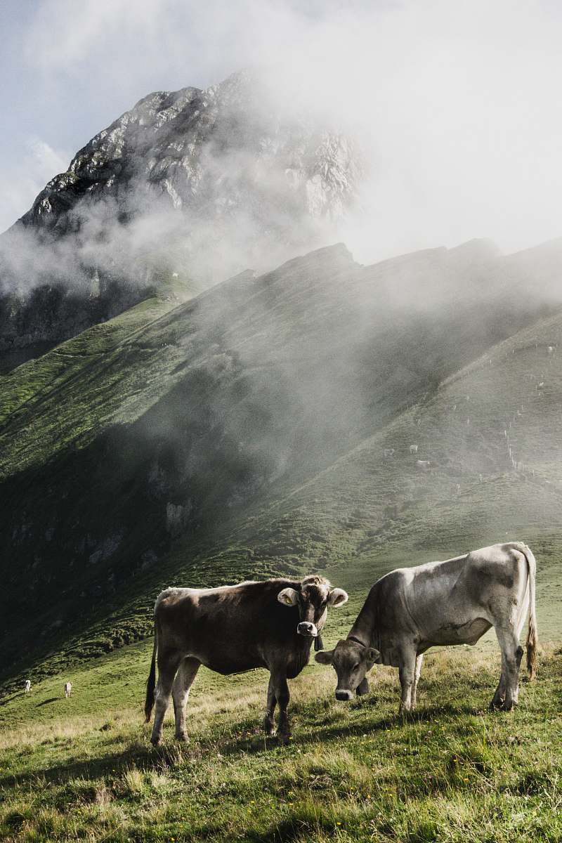 cattle cattle in green field viewing moutain cow