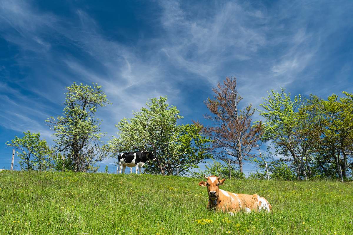 cattle cattle sitting on grass field cow