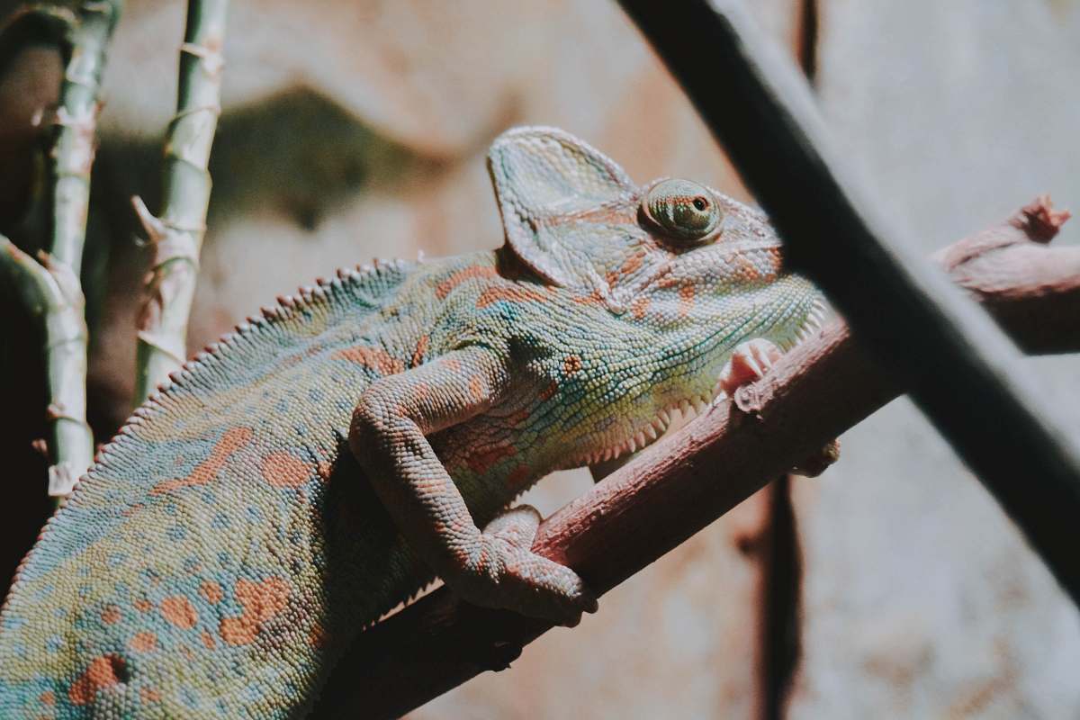 lizard Chameleon on the branch reptile