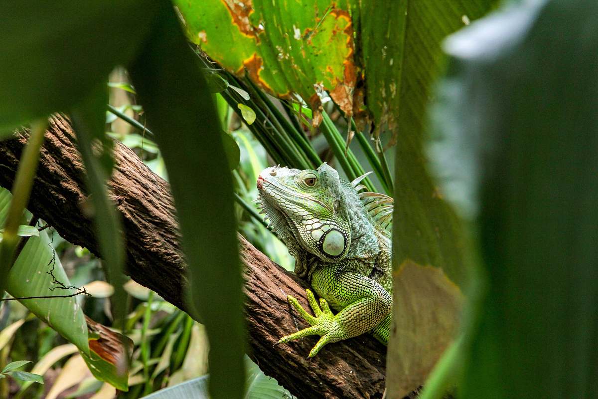 reptile chameleon on tree branch lizard