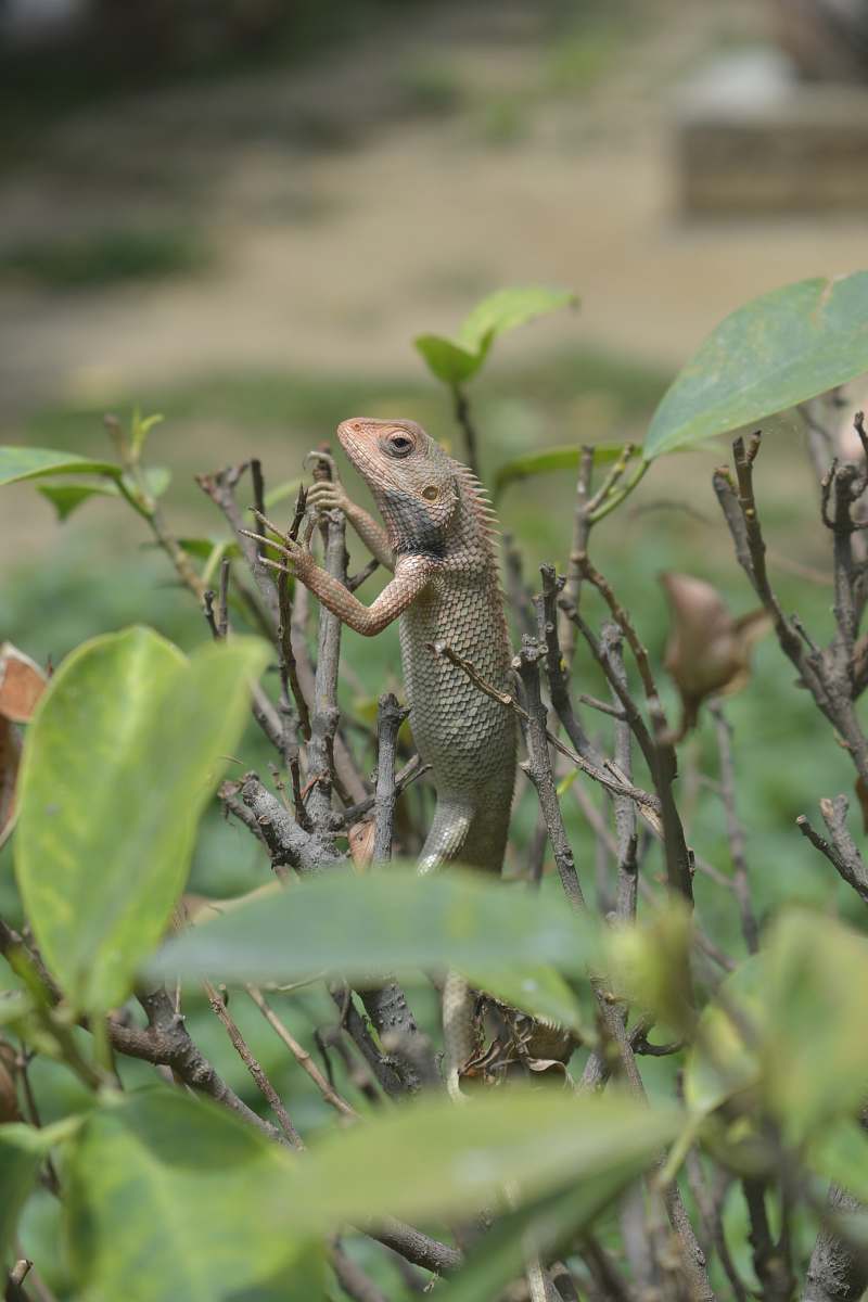 lizard chameleon on tree reptile