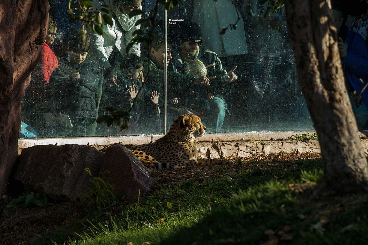 mammal cheetah in cage near people wildlife