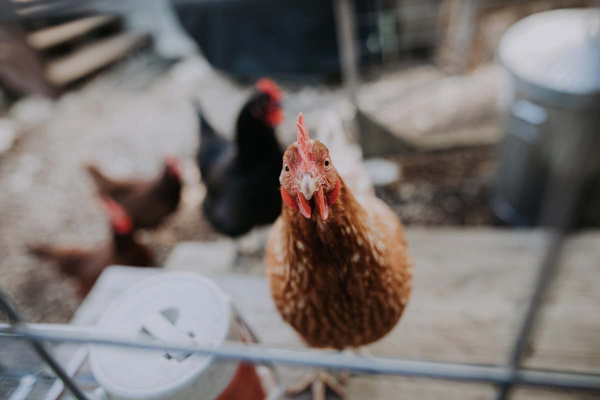 bird chicken near water jug chicken