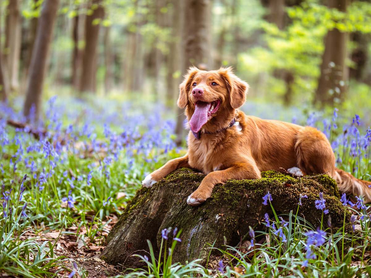 pet chocolate brown Labrador retriever lying on moss covered rock in woods dog