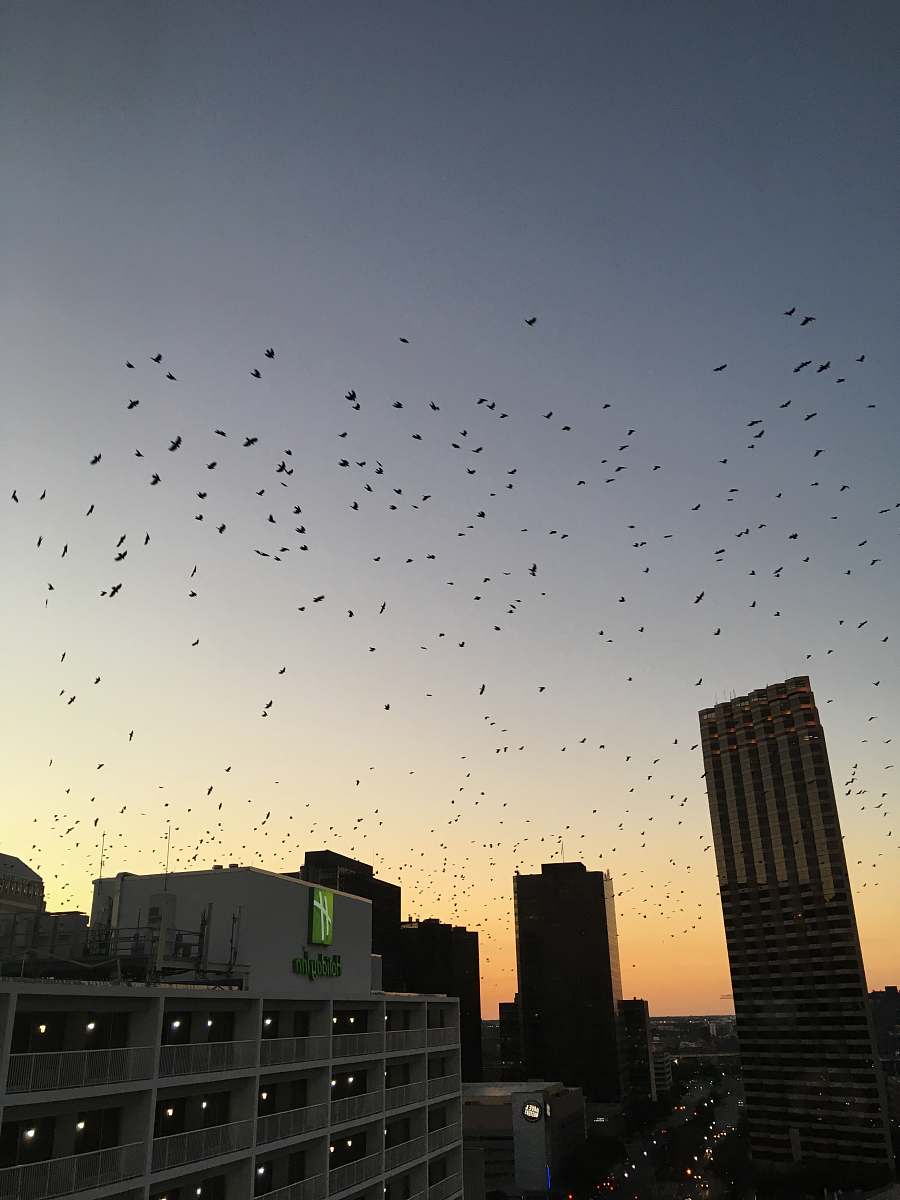 bird city with high-rise buildings viewing birds flying on skies flock