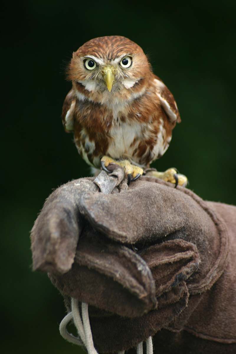 bird close shot of brown and white owl owl