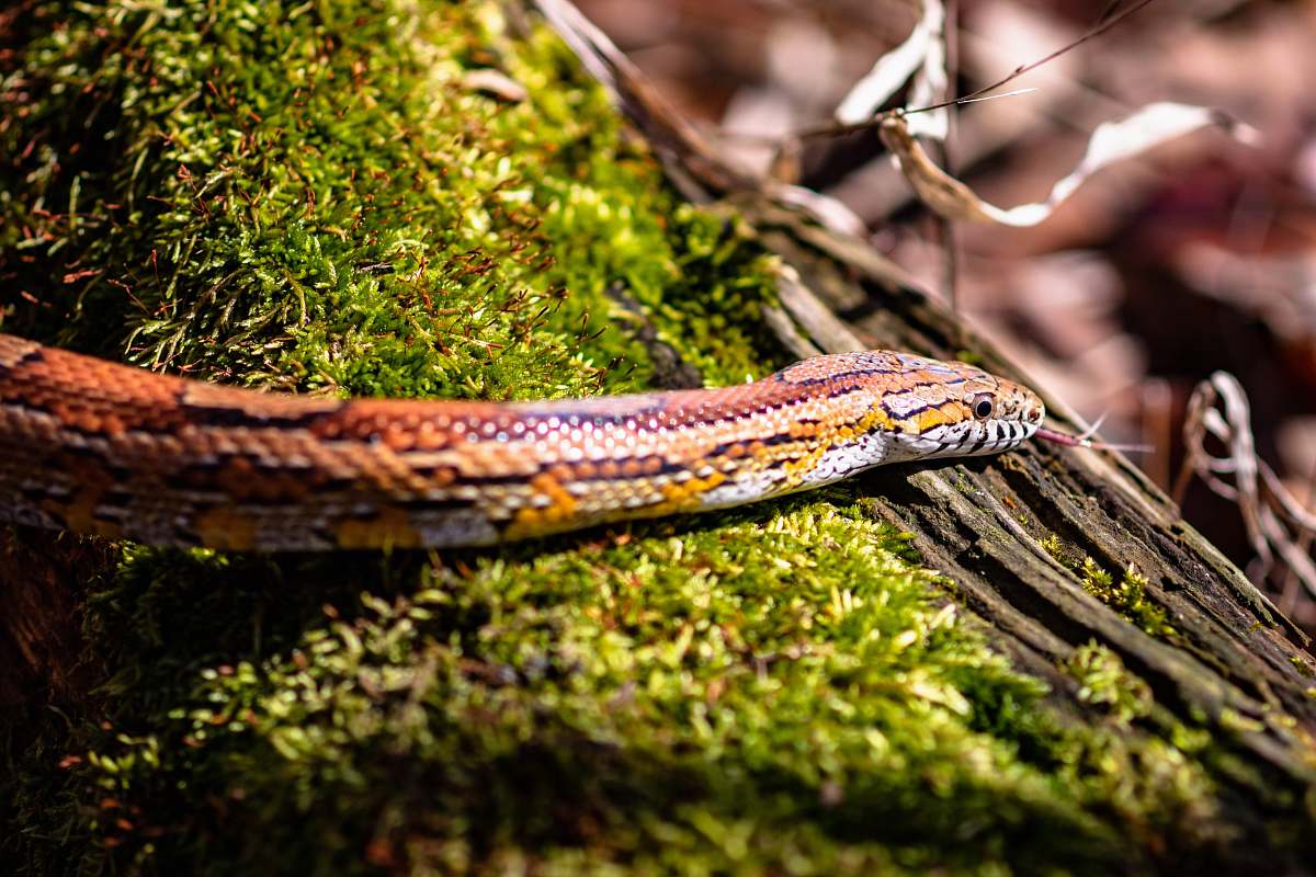 reptile close-up of brown snake snake