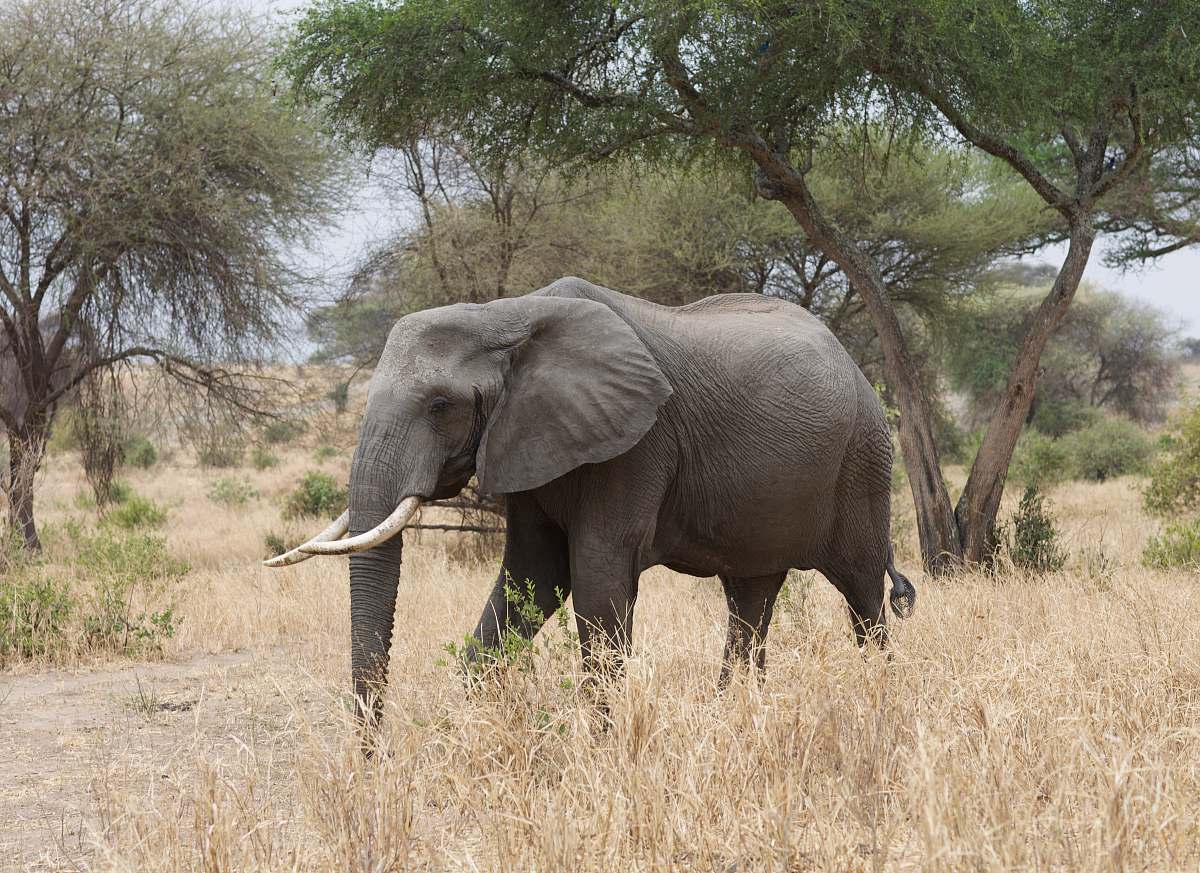 elephant close-up of elephant mammal