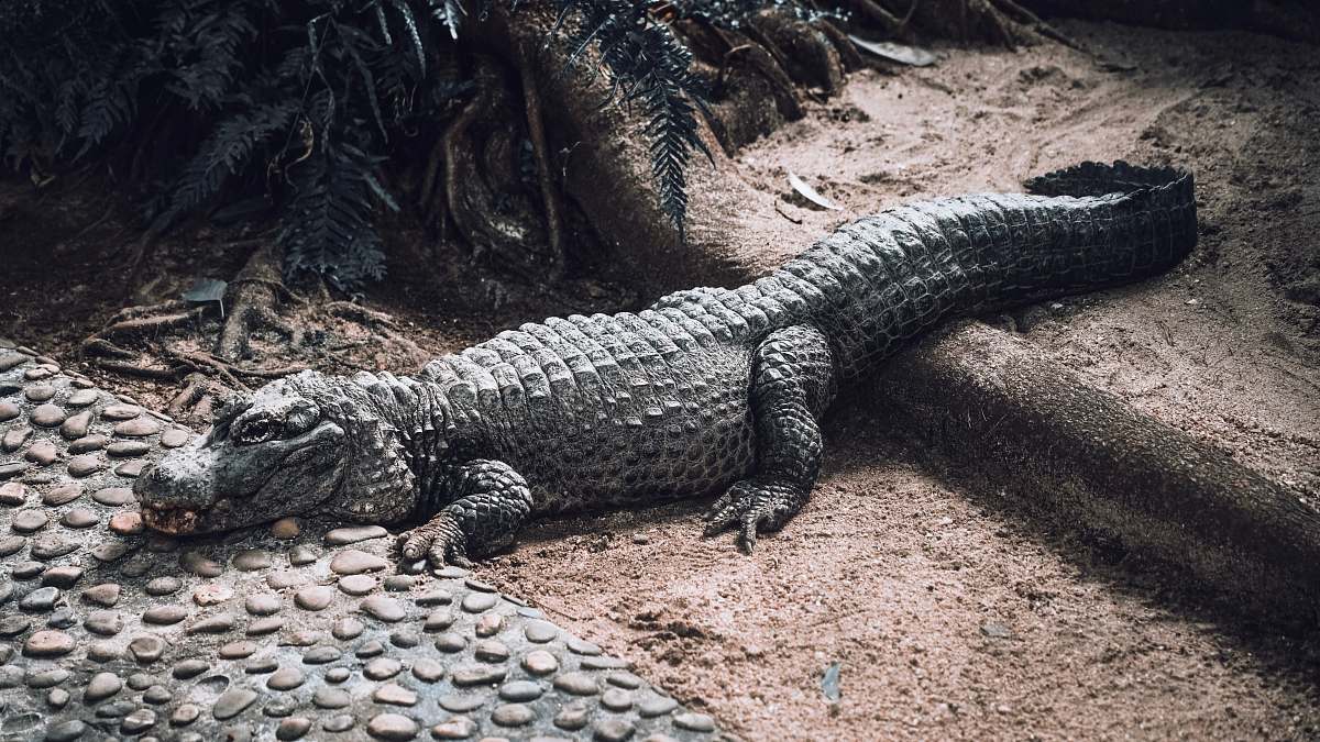 lizard close-up of gray crocodile reptile