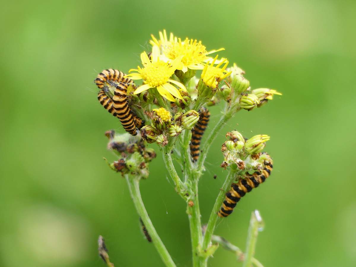bee close-up photo of black and yellow caterpillars on yellow petaled flower insect