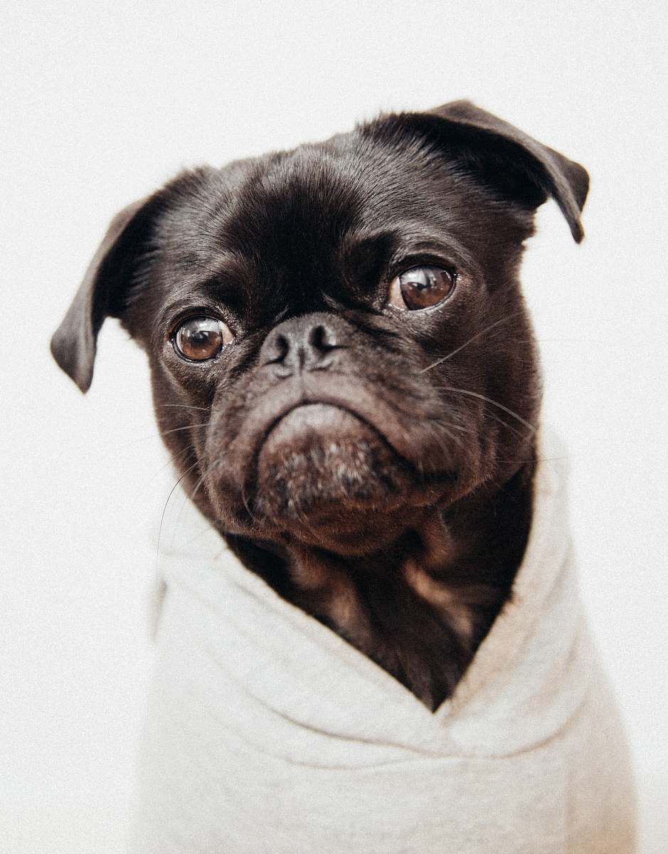 dog close-up photo of black pug pug