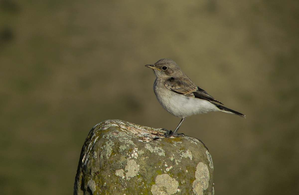 anthus close-up photo of brown bird standing on rock bird