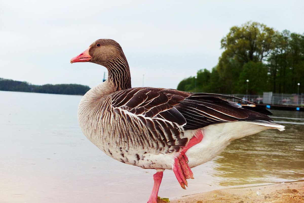 bird close-up photo of brown duck goose