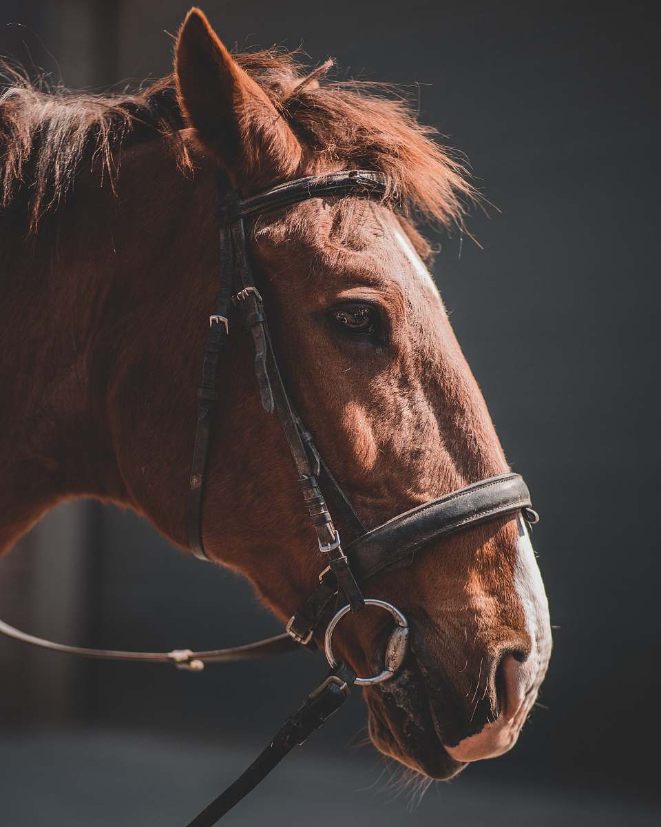 mammal close-up photo of brown horse head horse