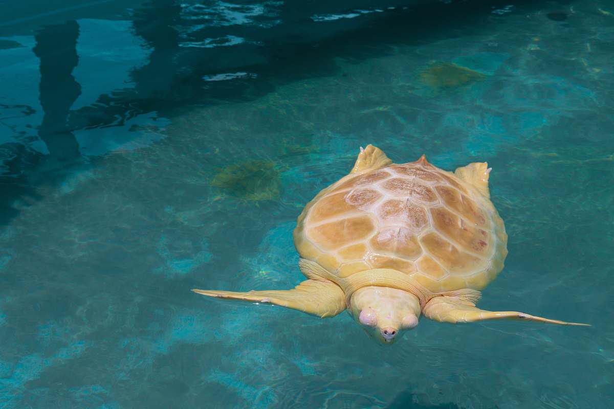 reptile close-up photo of brown swimming turtle turtle