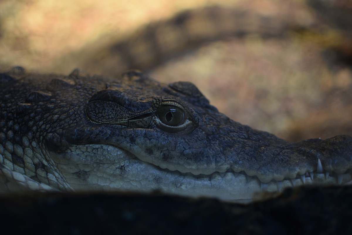 lizard close-up photo of crocodile reptile