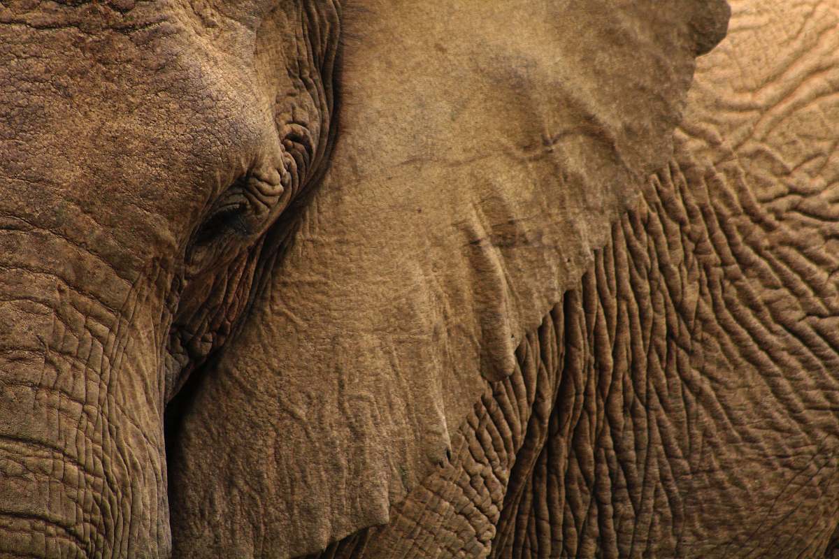 elephant close-up photo of gray elephant mammal