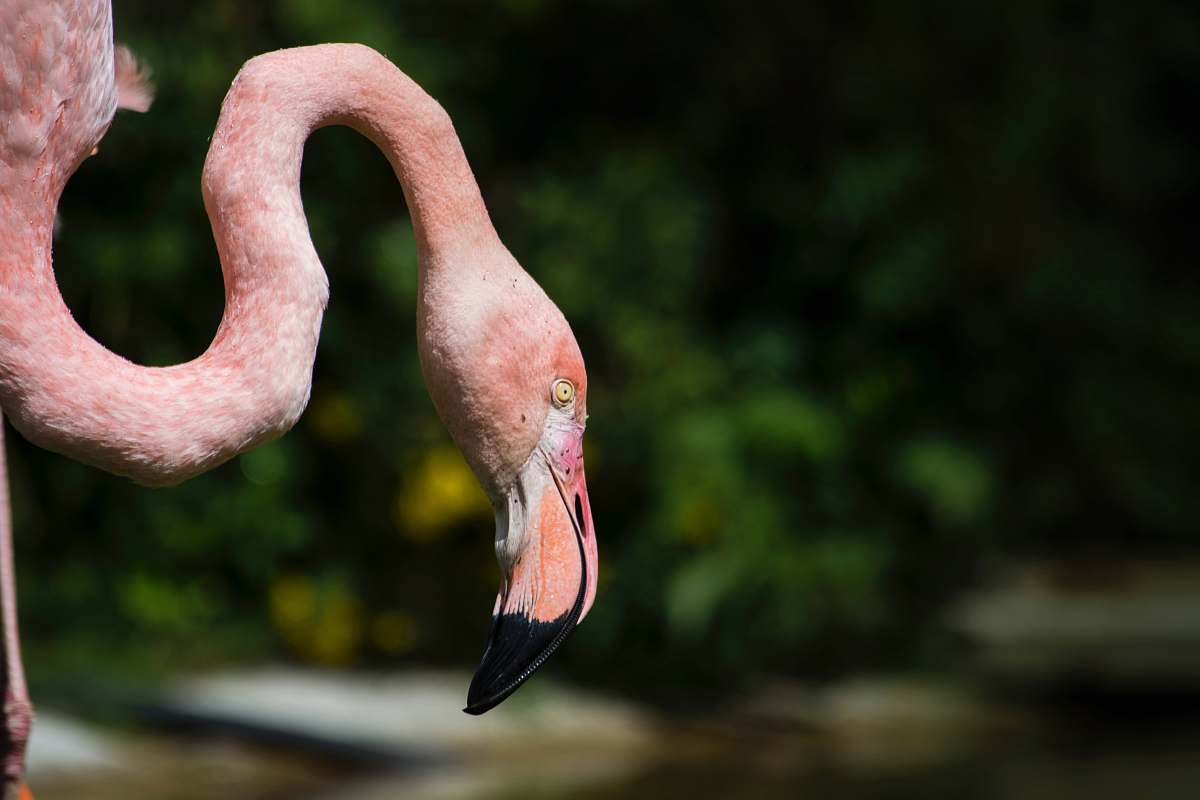 bird close up photo of red bird flamingo