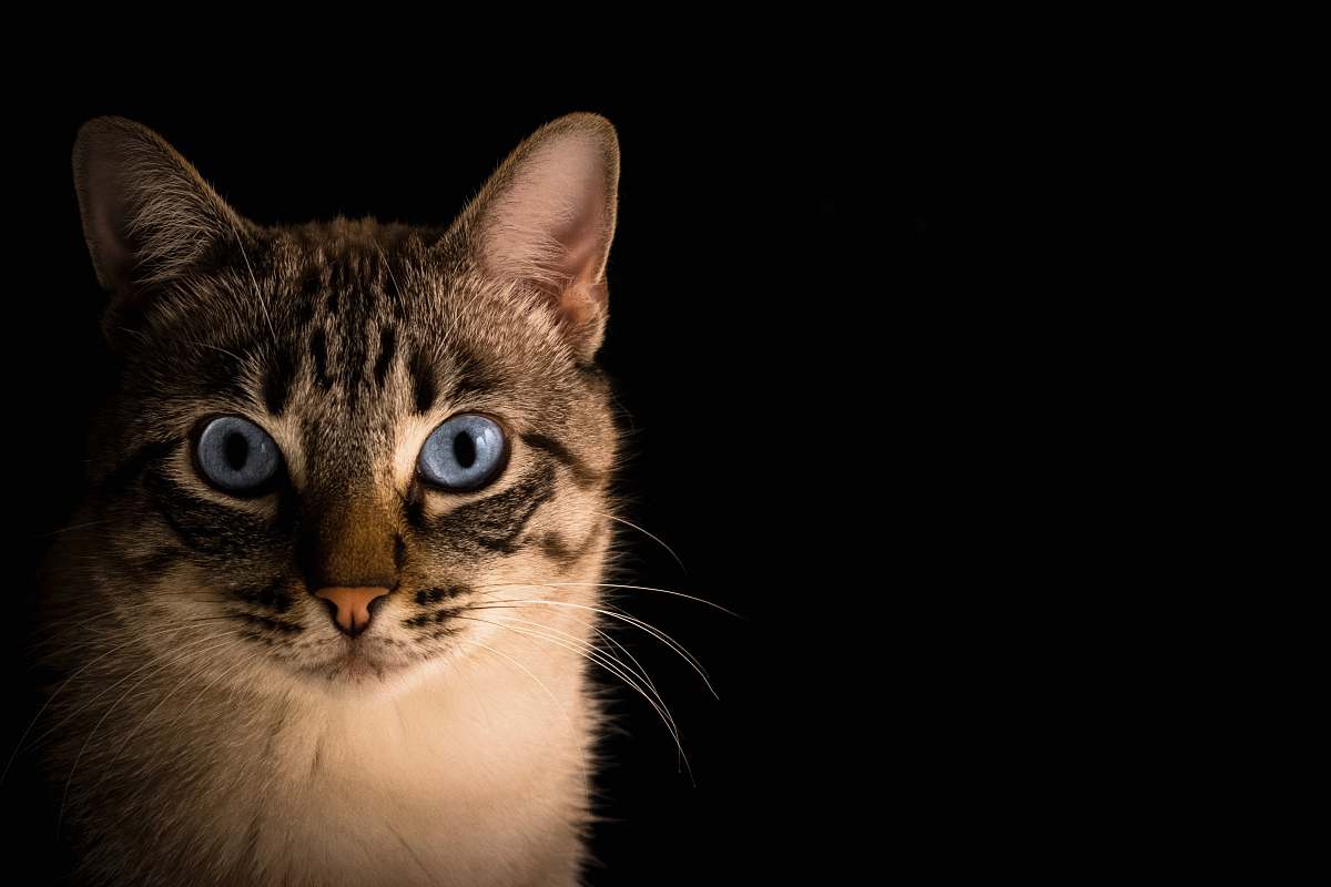 cat close up photo of tabby cat pet