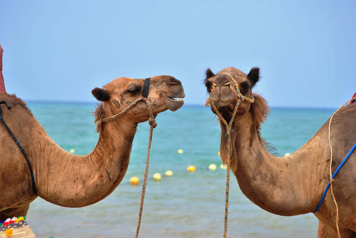 mammal close up photo of two brown camels in front body of water camel