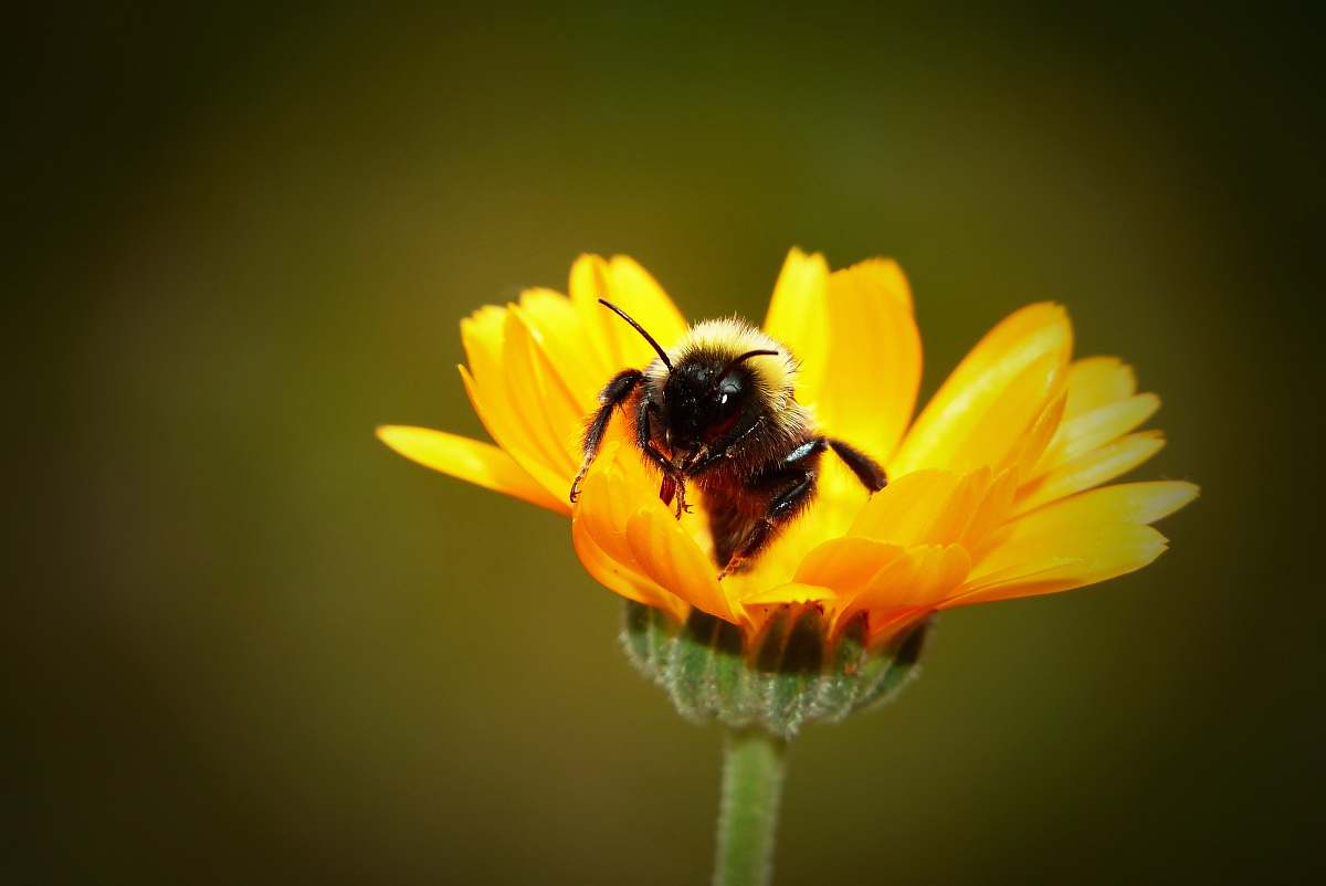 apidae close-up photo of yellow bee on yellow petaled flower bee