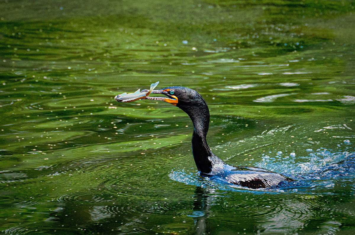 bird close-up photography of bird waterfowl
