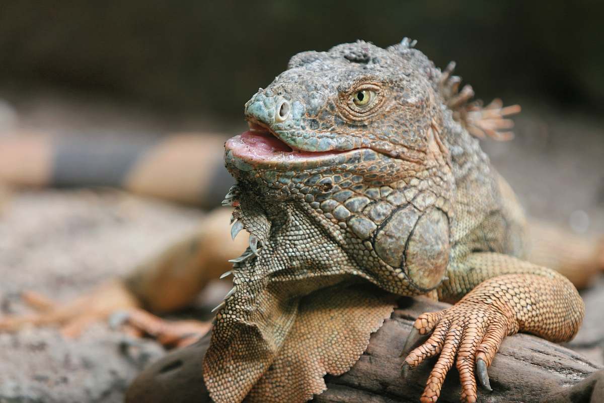 reptile close-up photography of brown bearded dragon lizard