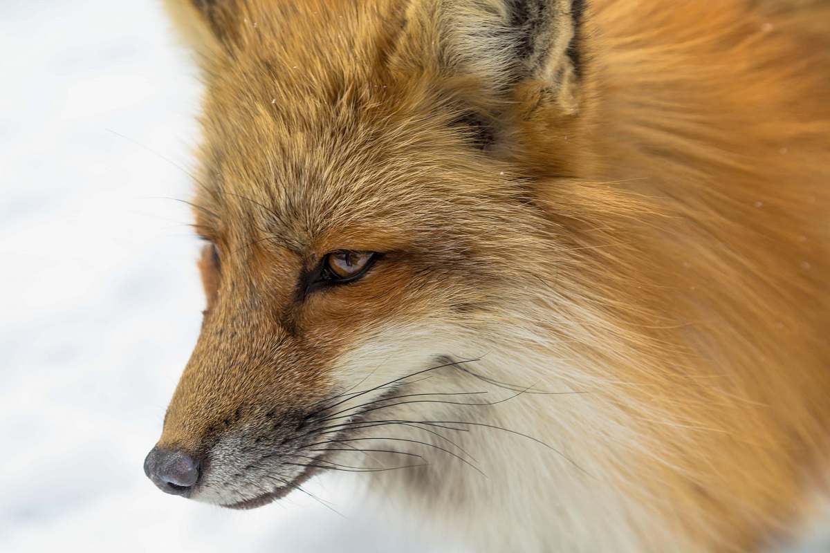 fox close-up photography of brown fox wildlife