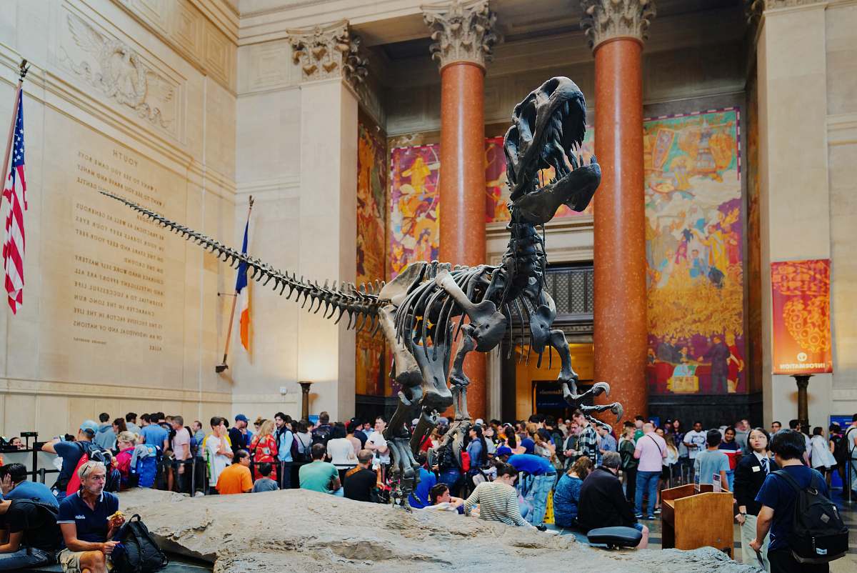 reptile close-up photography of dinosaur skeleton statue dinosaur