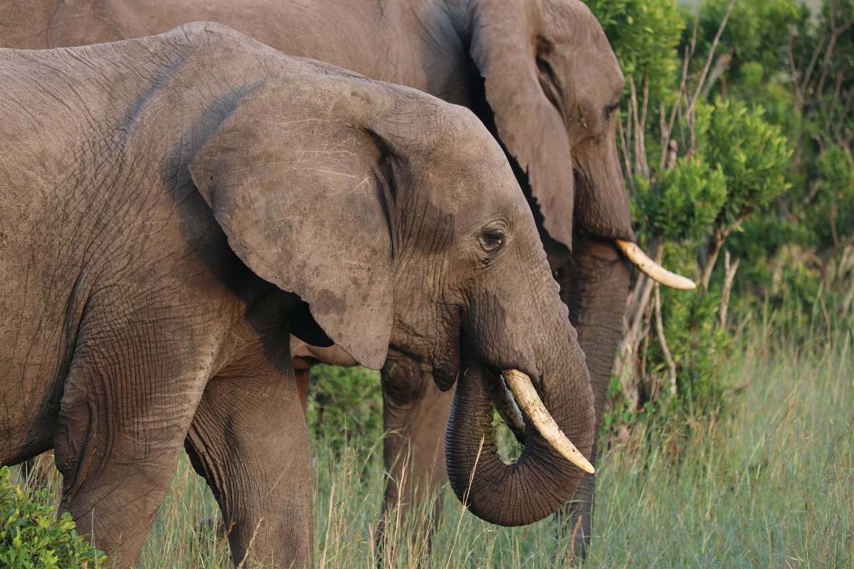 mammal close-up photography of elephants elephant