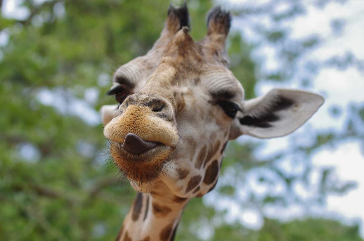 wildlife close-up photography of giraffe with tongue out giraffe