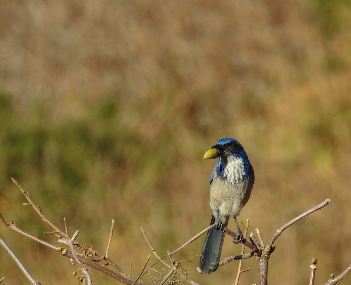 bird close up photography of grey and blue bird on bare tree jay