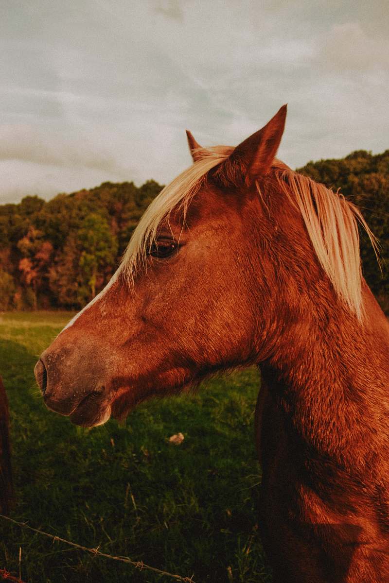 mammal close up photography of horse horse