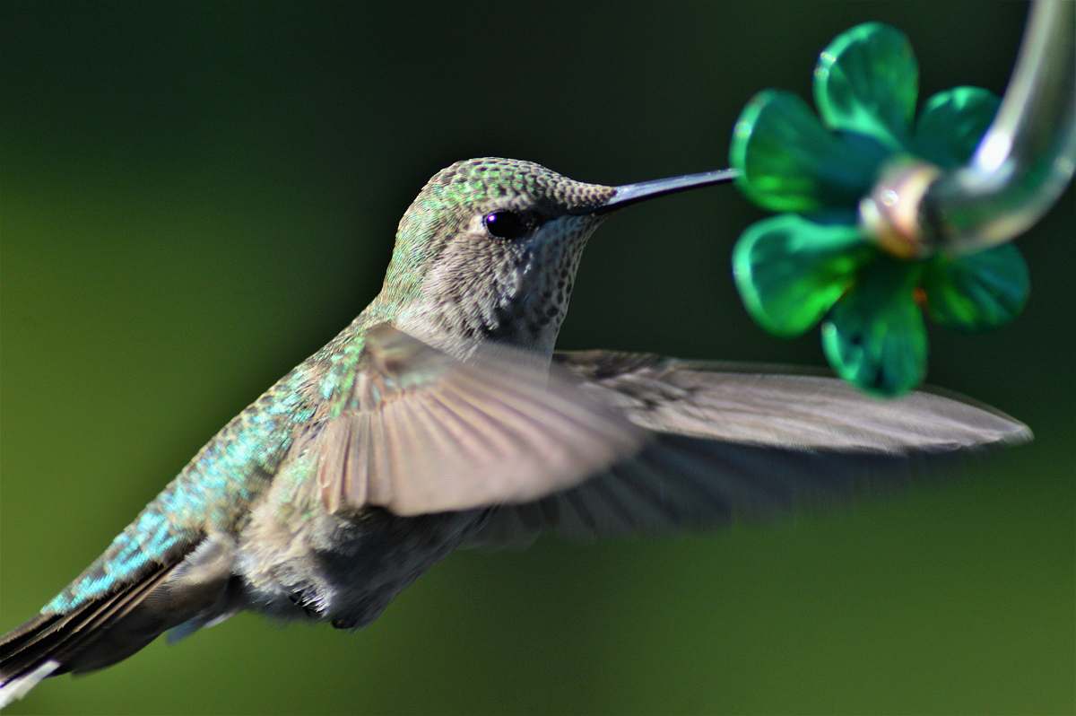 bird close up photography of hummingbird hummingbird